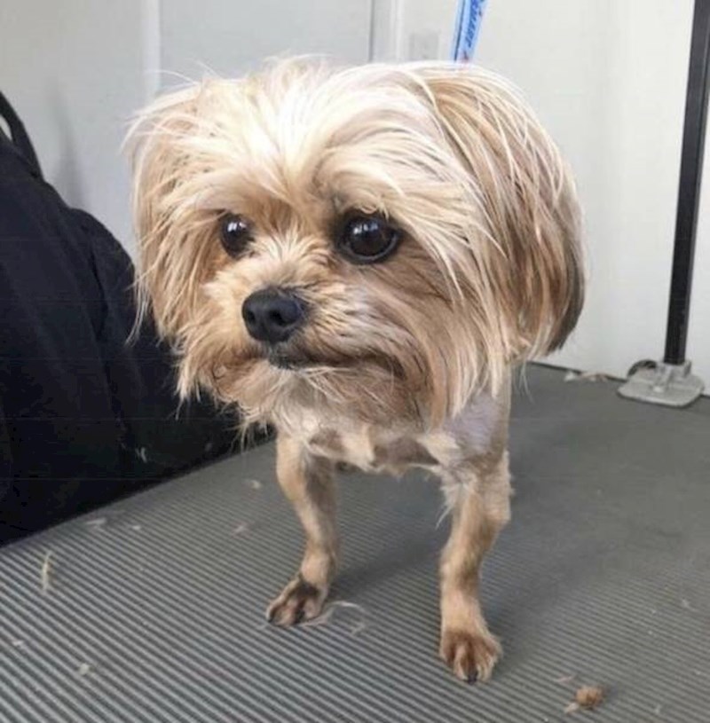 Hodajuća pseća glava!