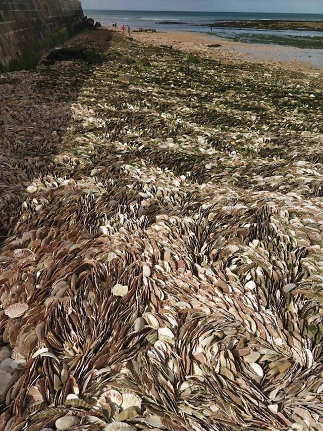 Naslage školjki na ovoj plaži izgledaju kao trava.