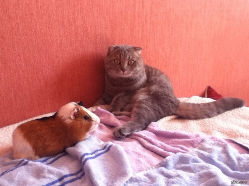 Mačka je prvi put vidjela zamorca i ništa joj nije bilo jasno.