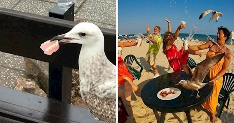 15 smiješnih slika bezobraznih ptica koje nisu mogle ostati neprimijećene