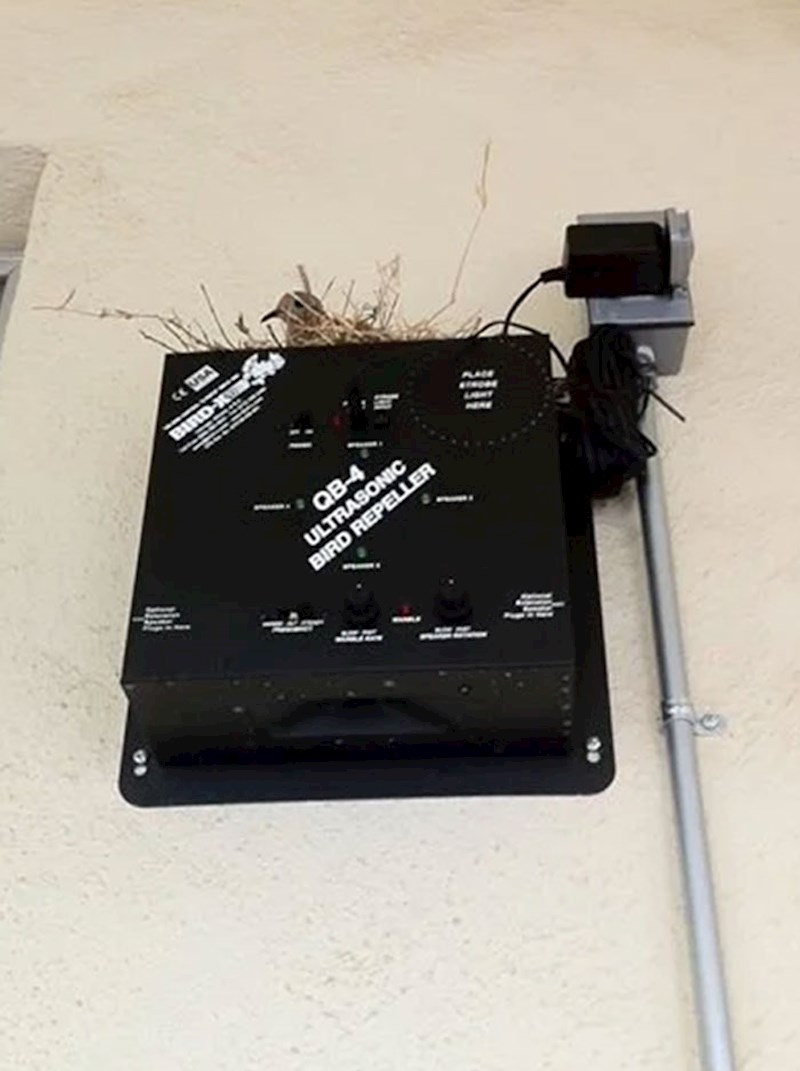 Da, ova ptica sigurno ne zna čitati. Sigurno je u tome problem.