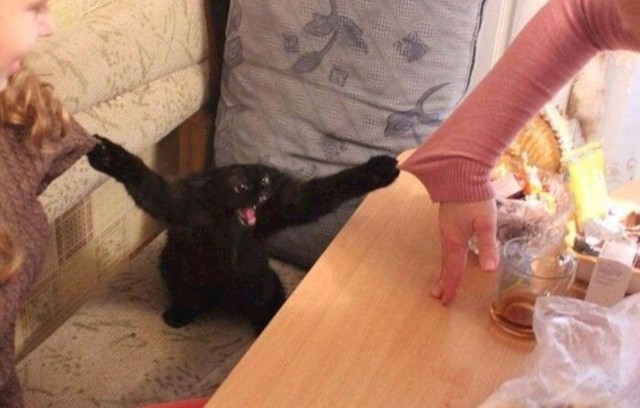 "Ova mačka izgleda kao mama kad skuha nešto što djeca ne žele jesti."