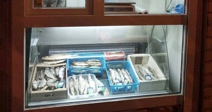 Kupce je na kiosku s ribom dočekao prizor koji ih je nasmijao