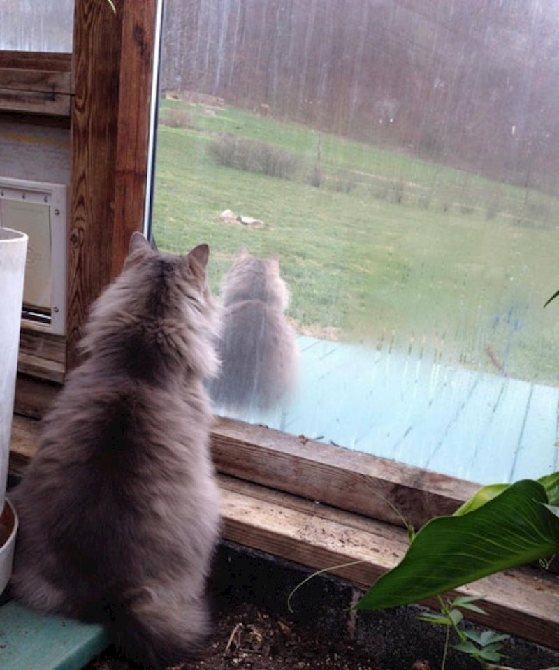 Mačka gleda svoju kopiju koja je uspjela izaći iz kuće.