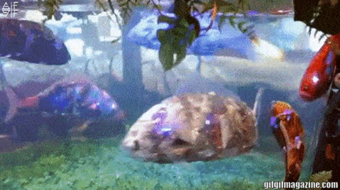 Kada malo bolje pogledate, primijetit ćete nešto neobično u ovom akvariju