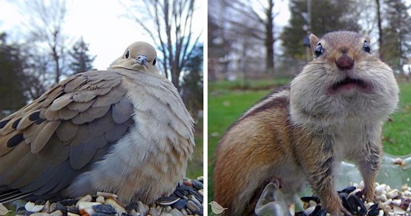 Žena je postavila kameru kraj posudice s hranom za ptice, snimila je zanimljive prizore