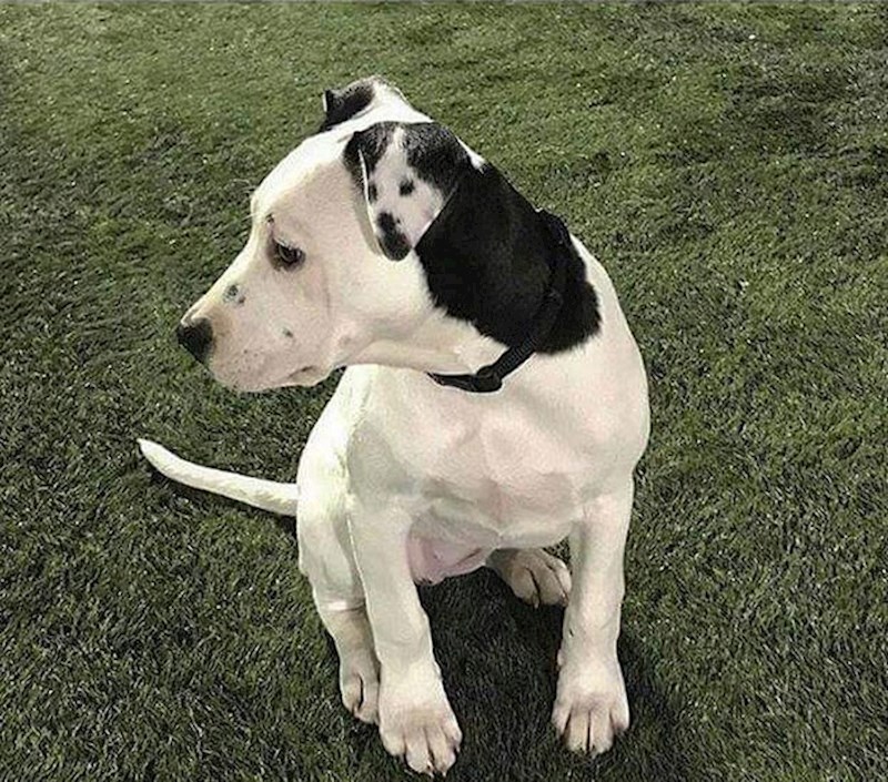 Pas na uhu ima drugog psa.