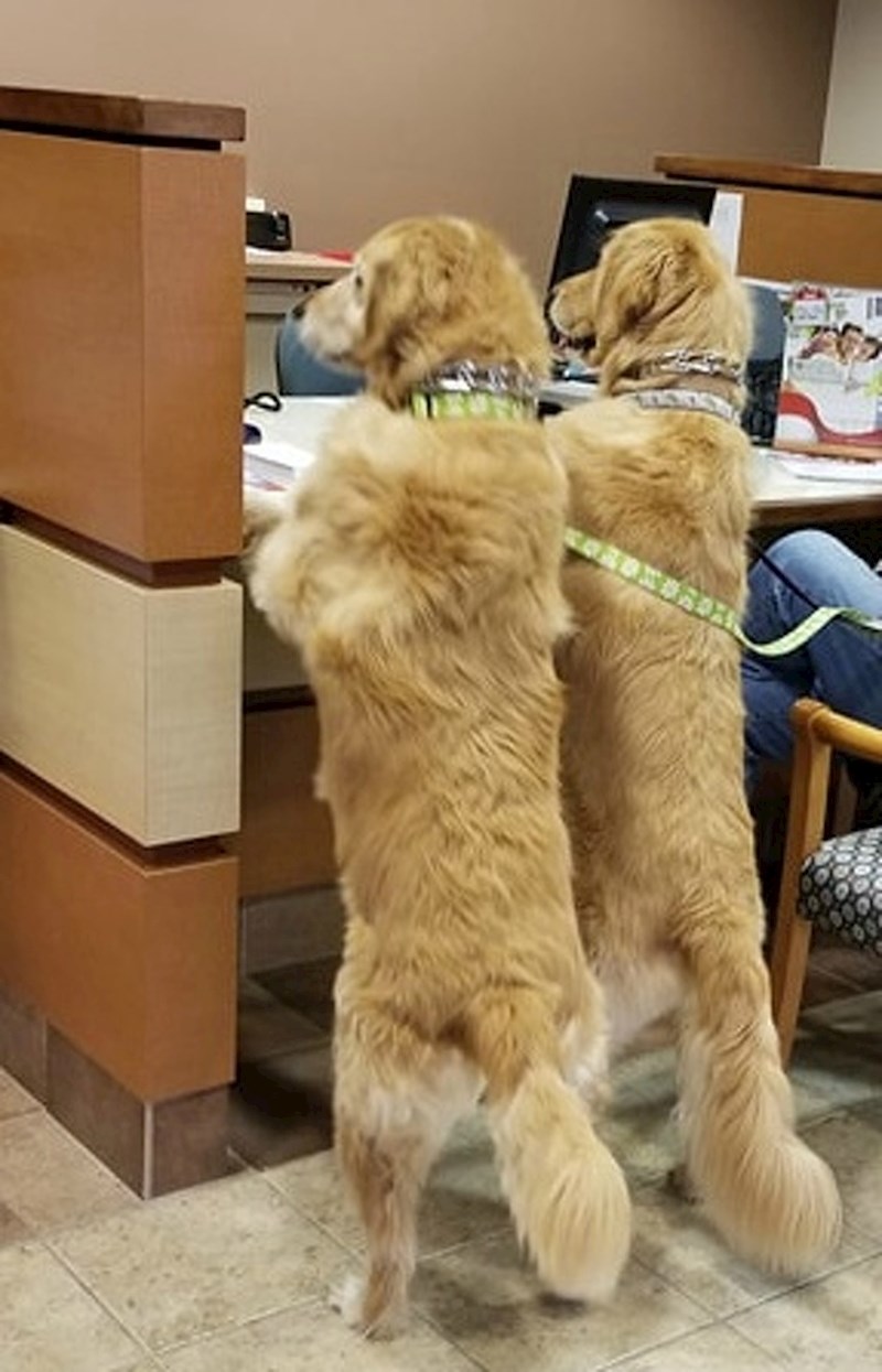 "Dobar dan, mi bismo htjeli otvoriti bankovni račun."