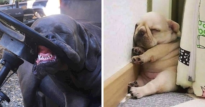 25 smiješnih primjera koji nam pokazuju da psi mogu zaspati bilo gdje
