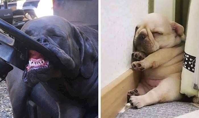 25 smiješnih primjera koji nam pokazuju da psi mogu zaspati bilo gdje