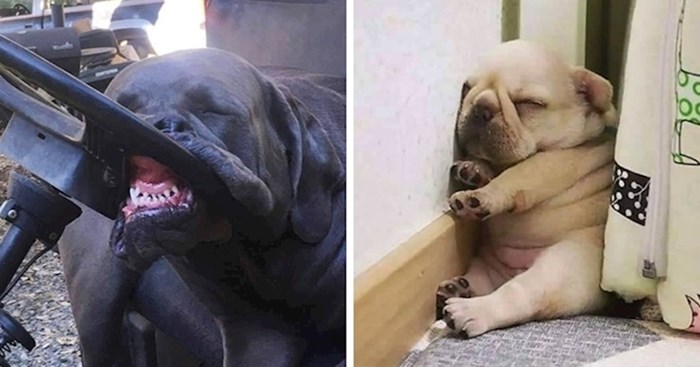 25 smiješnih primjera koji nam pokazuju da psi mogu zaspati bilo gdje