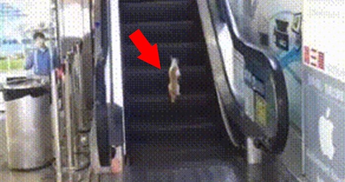 Ova mačka je na smiješan način naučila da odmaranje na pokretnim stepenicama nema smisla