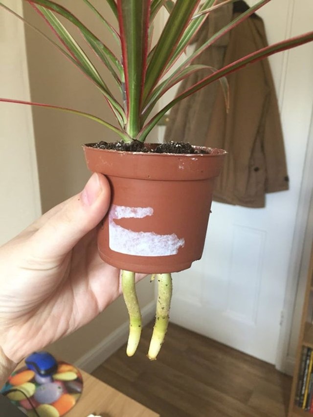 Jesu li ovoj biljki narasle noge?