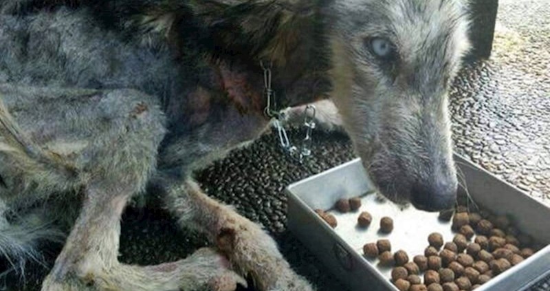 Pas je bio na rubu smrti, promijenio se do neprepoznatljivosti nakon što ga je mladić spasio