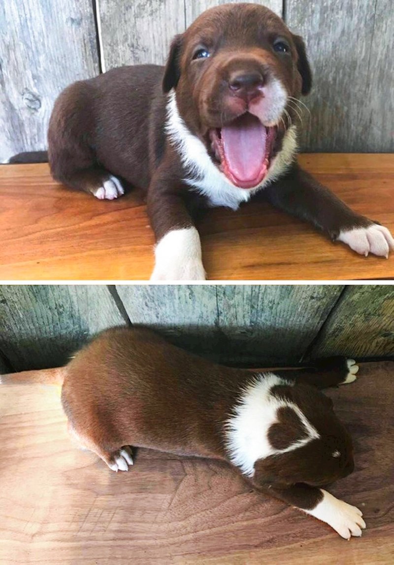 Ovo štene ima srce na glavi...