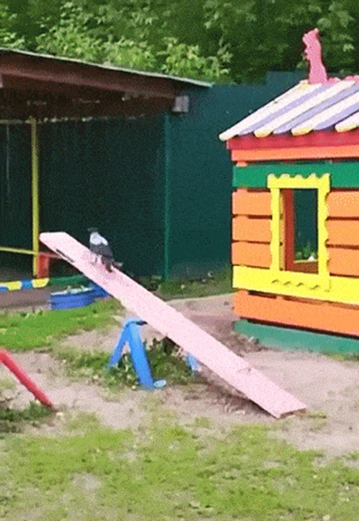 Prolaznici su ugledali čudan prizor na dječjem igralištu, pogledajte što je ova vrana radila