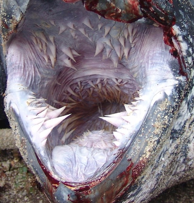 Ovako izgleda usna šupljina sedmopruge usminjače (vrsta morske kornjače).
