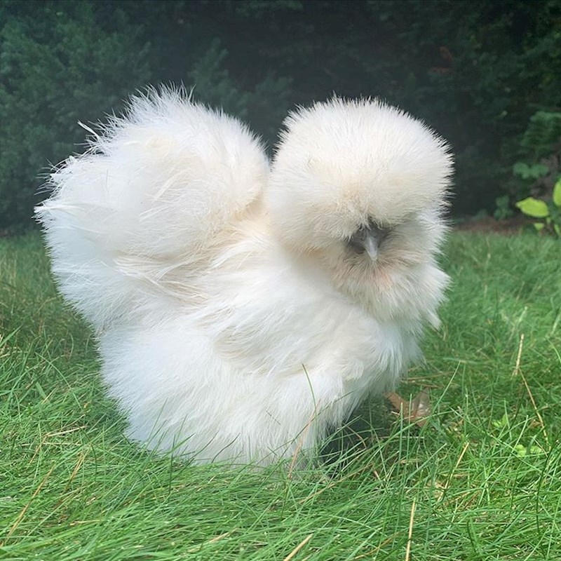 Ovo flafasto stvorenje je zapravo kokoš.