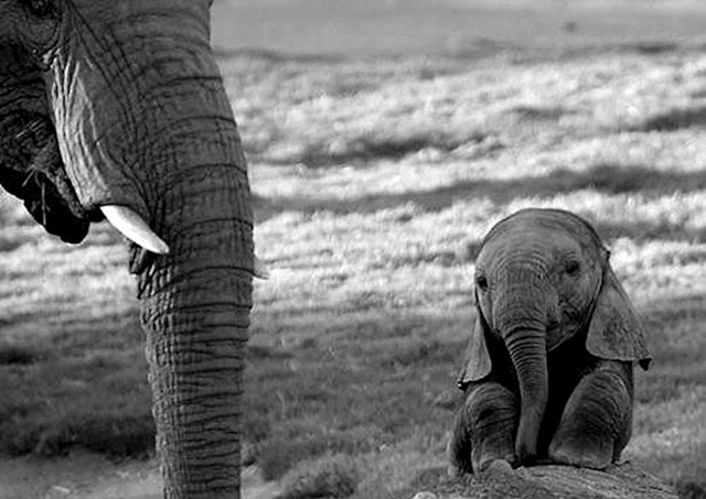 Baby slonić