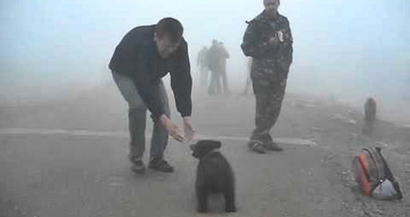 VIDEO Malog medvjeda je spasio od požara, a onda se mališan okrenuo i učinio nešto prelijepo