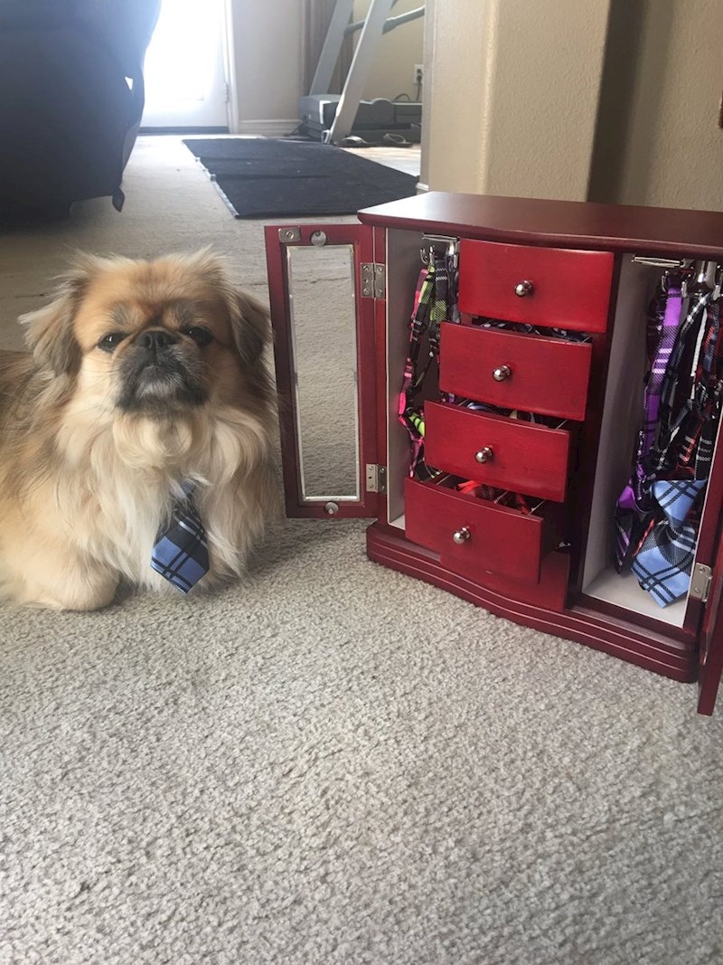 "Moj pas ima vlastiti ormarić s kravatama."