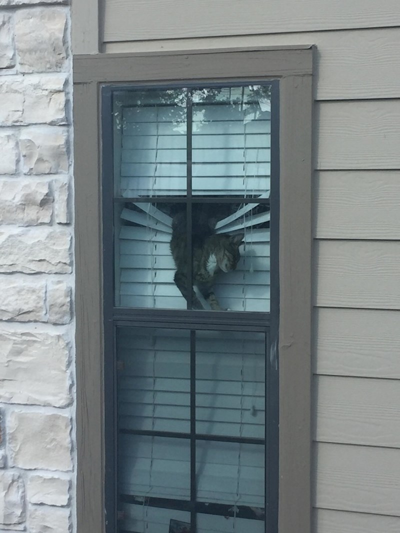 Mačka se našla u čudnoj situaciji, no onda je shvatila da je umorna pa je malo zaspala...