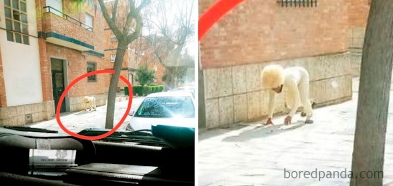 Lik glumi psa kako bi izbjegao kaznu tijekom zabrane izlaska...