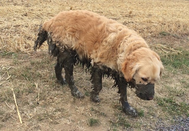 "nakon šetnje sa psom imao sam posla s čišćenjem..."