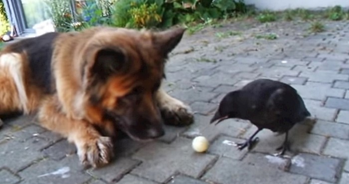 VIDEO Bacio je lopticu pa snimio neobičan prizor jer je znao da mu nitko neće povjerovati