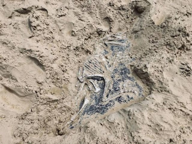 "Na ovom igralištu su u pijesak stavili lažne fosile dinosaura kako bi djeca bila oduševljena kad ih slučajno nađu."