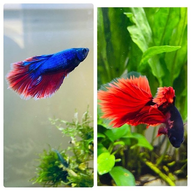 Ova ribica je u 2 mjeseca promijenila svoju boju.