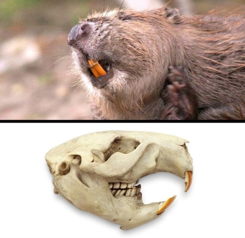 Sjekutići dabrova su narančasti jer sadrže željezo. Ono zube čini jačima i sposobnijima za "rezanje" drveta.