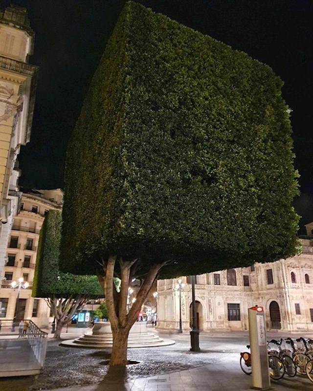 Drvo u Sevilli, Španjolska