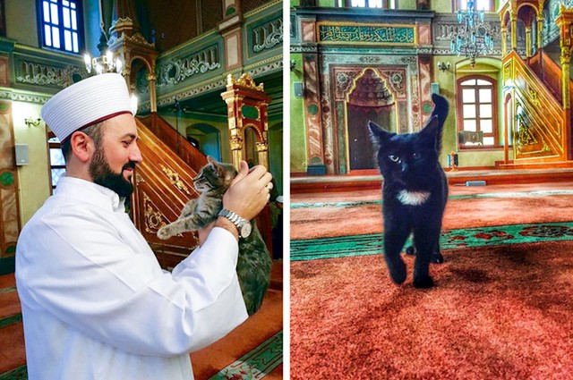 Mačke su jedine životinje koje smiju ući u džamiju. Postoji legenda koja kaže da je prorok Muhamed jako volio svoju mačku i da je nikad nije htio probuditi kad je spavala.