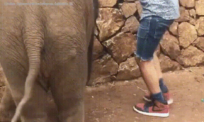 Čovjek je pokušavao slikati selfie, a onda mu je slonić prodao foru koja ga je nasmijala
