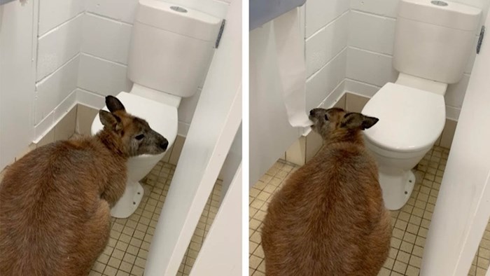 Ušli su u javni WC pa unutra našli tvrdoglavog klokana koji nije htio odustati