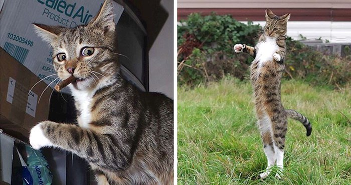 Vlasnik je podijelio slike smiješnih trenutaka iz života njegove nove mačke