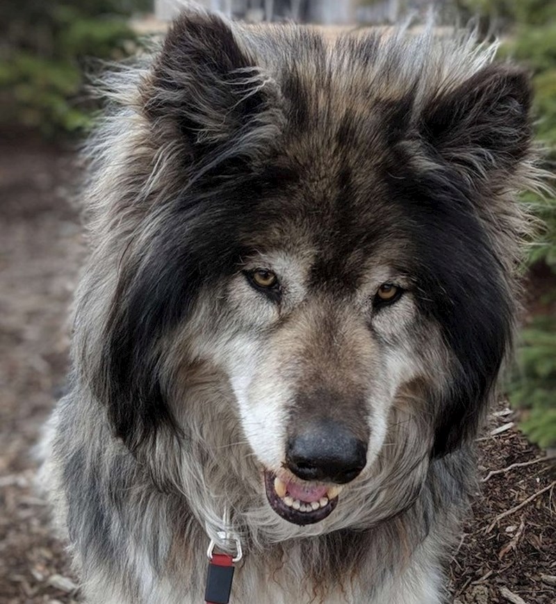 "Dao sam otkaz kako bih postao profesionalni šetač pasa. Uopće se ne kajem! I da, ovo je Zeus."