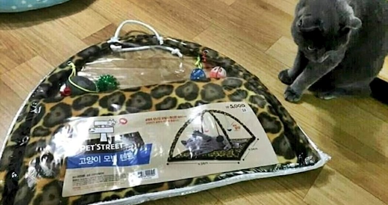 Žena je svojoj mački kupila šatorčić za igranje, razočarala se kad je vidjela što se kasnije dogodilo