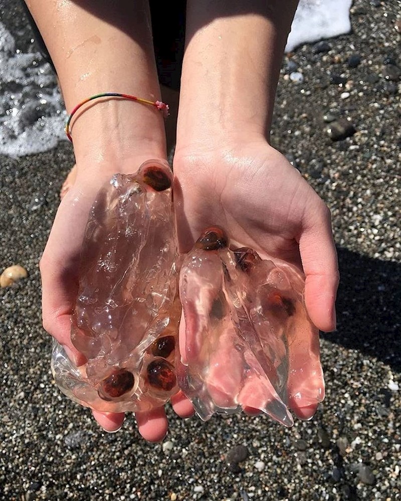 Ova prozirna masa u rukama su živa bića, zovu se salpe.