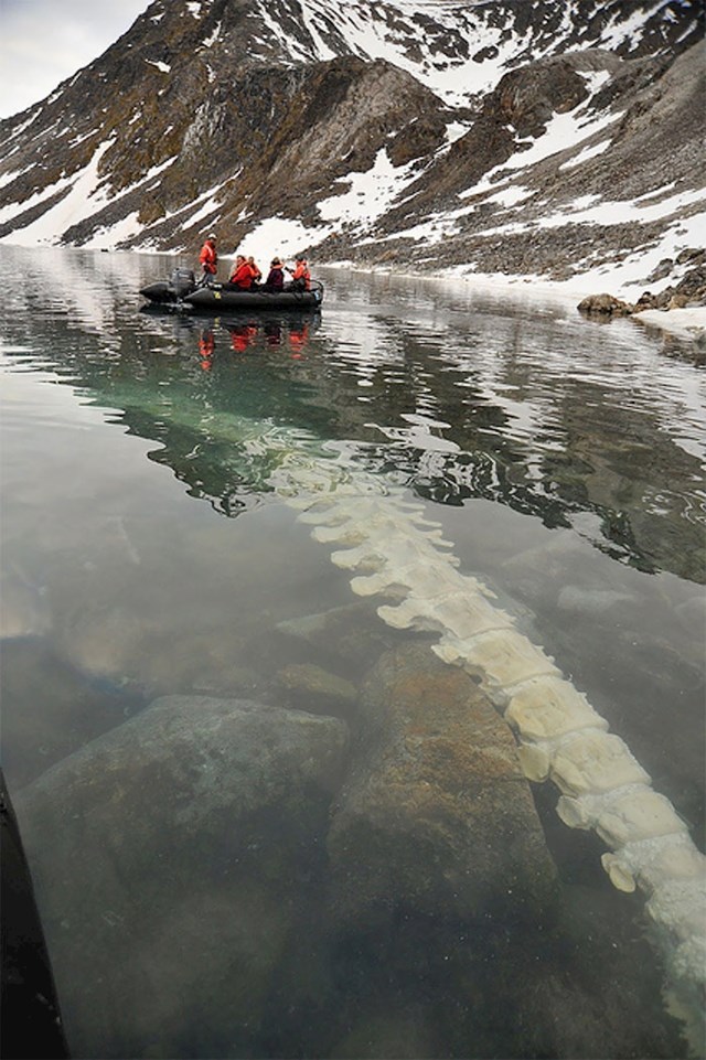 Kralježnica uginulog kita slikana na Svalbard otocima (Norveška)