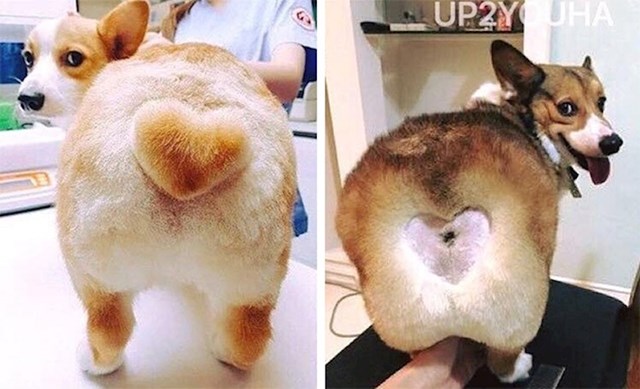 "Zamolila sam frizerku za pse da mom ljubimcu nacrta srce na dupe (kao na lijevoj fotki). Evo kako je ona to shvatila."