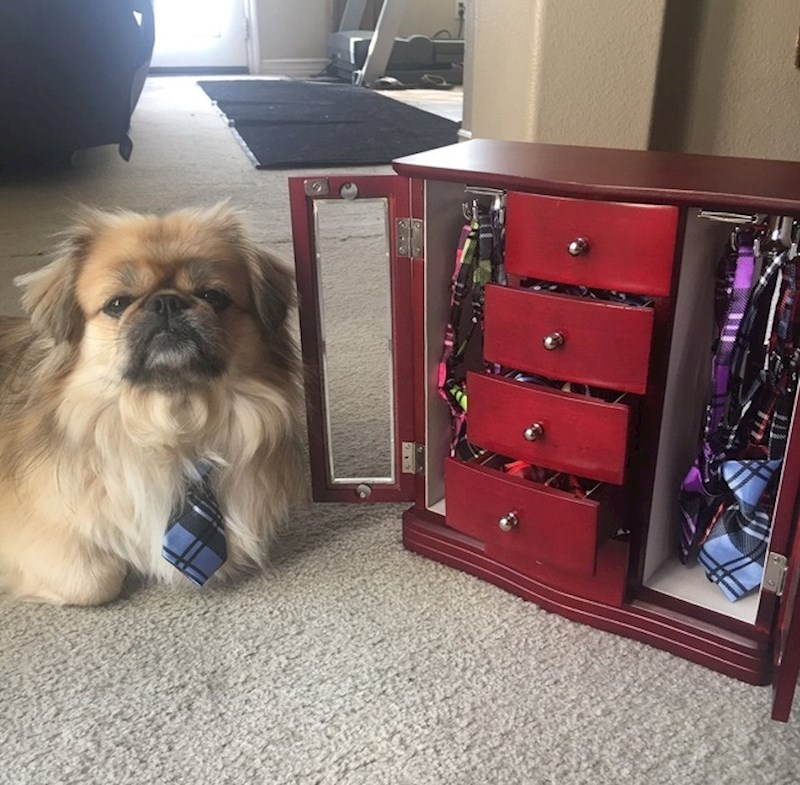 "Naš pas ima ormarić za svoje kravatice."