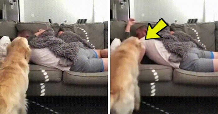 Ljubomorni pas je bio šokiran kad je vidio što vlasnici rade, snimili su njegovu smiješnu reakciju