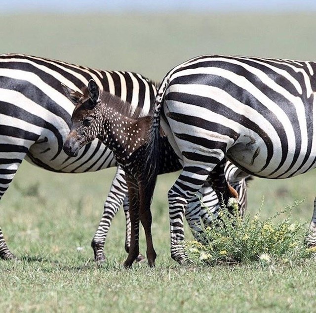 Ova mala zebra umjesto pruga ima bijele točkice.