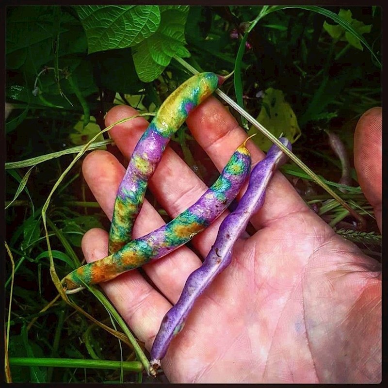 Osoba je u vrtu našla čudne šarene mahunarke...