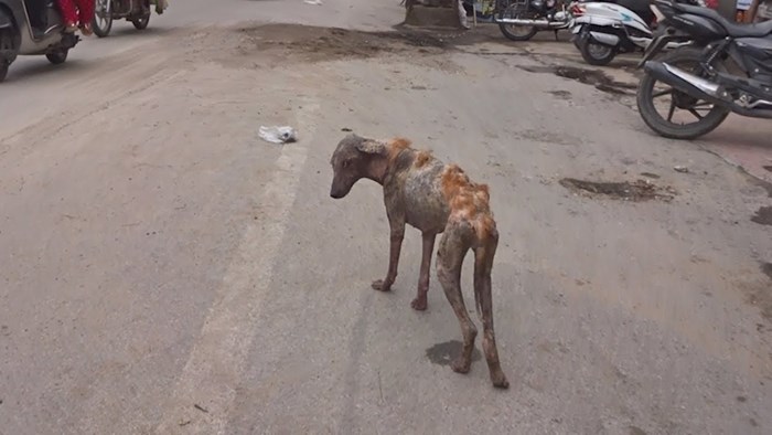 VIDEO Pas lutalica izgledao je kao hodajući kostur, pogledajte koliko se promijenio nakon što su ga spasili