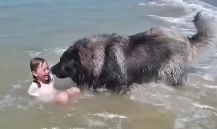 VIDEO Roditelji su snimili preslatku reakciju psa koji je mislio da se njegova mala prijateljica utapa