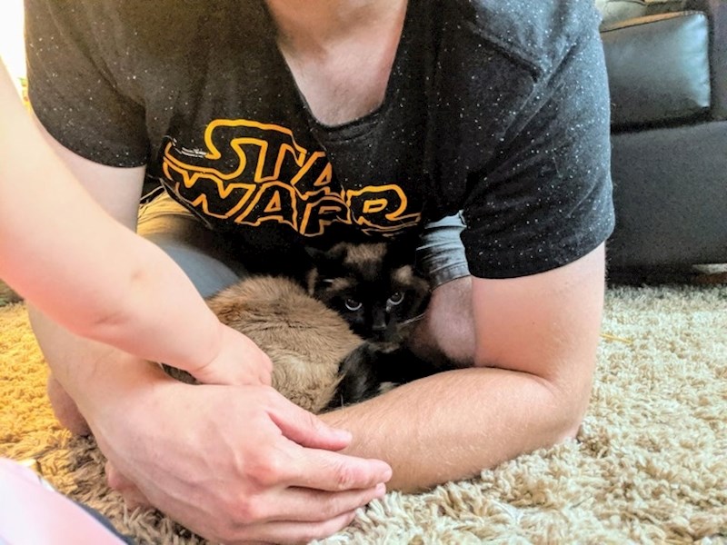 "Naša sijamska mačka i dan danas traži zaklon svaki put kad vani grmi, baš kao kad je bila mačić."