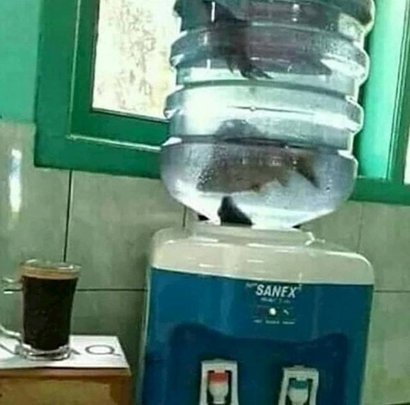 Tko ih je stavio u spremnik s vodom za piće... i zašto?!